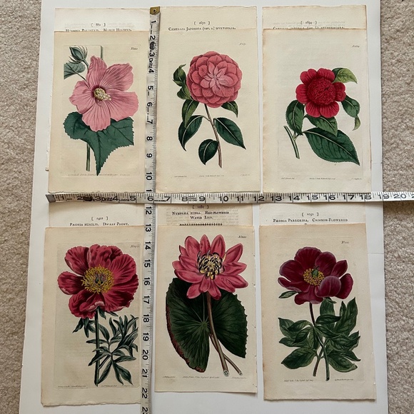 6 Curtis 1800’s Hand-colored Engravings Peony, Hibiscus, Camellia, Water Lily - Picture 13 of 13
